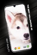 Puppies Wallpapers in 4K ကိုဖန်သားပြင်0