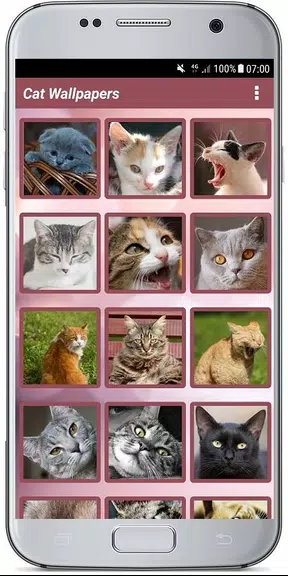 CUTE CAT WALLPAPERS屏幕截圖0