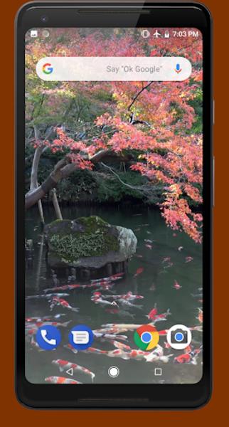 Japanese Koi Pond 4K Video LWP স্ক্রিনশট 3