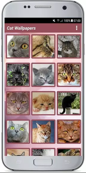 CUTE CAT WALLPAPERS屏幕截圖2