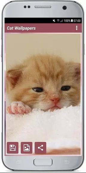 CUTE CAT WALLPAPERS屏幕截圖3