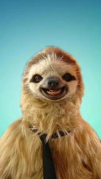 ภาพหน้าจอ Sloth Wallpapers 0