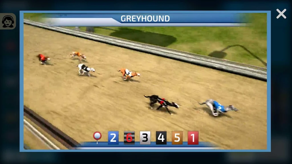 Dogs3D Races Betting Screenshot 1
