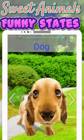 Animals Sounds For Kids屏幕截圖3