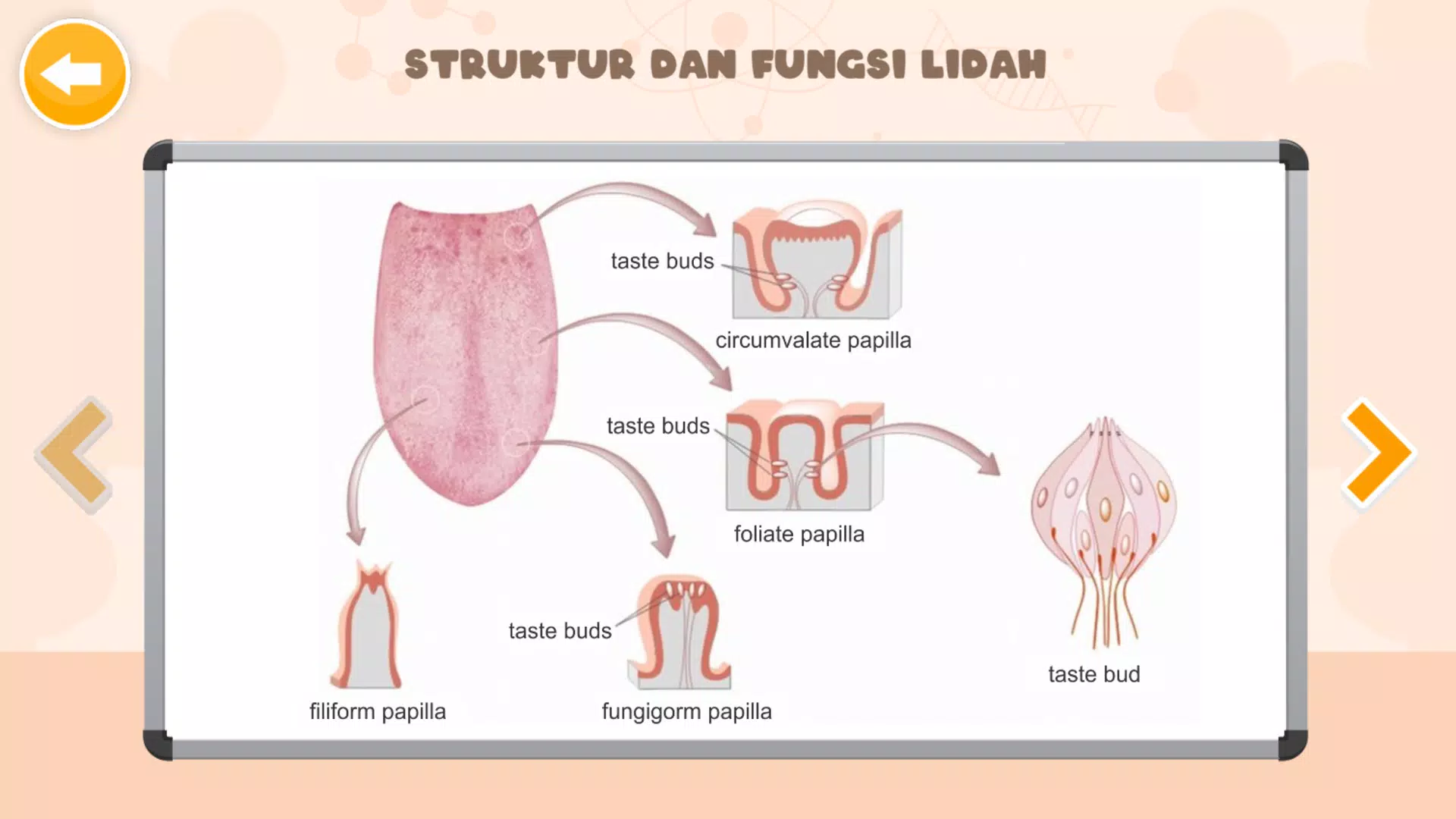 Sistem Indra Manusia Ảnh chụp màn hình 3