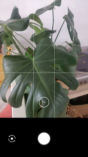 LeafSnap ekran görüntüsü 0