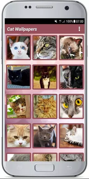CUTE CAT WALLPAPERS屏幕截圖1