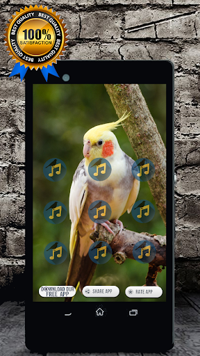 Cockatiel Singing : Cockatiel Sounds屏幕截圖0